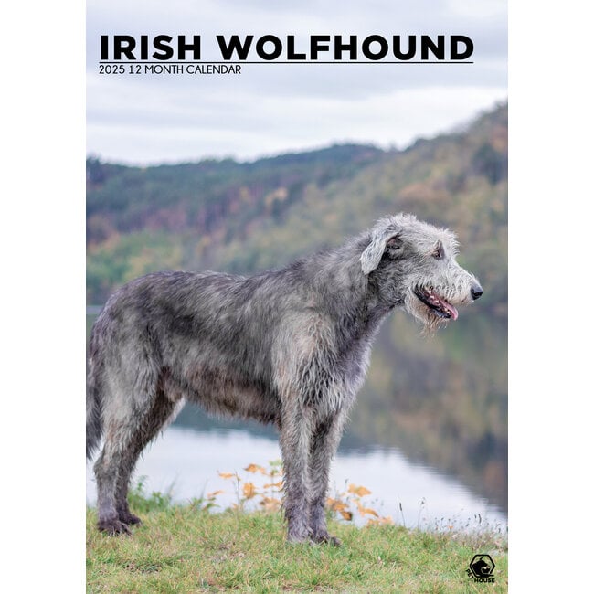 Irish Wolfhound Calendrier A3 2025