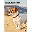 Jack Russel Terrier A3 Kalender 2025