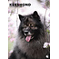 CalendarsRUs Keeshond A3 Calendrier 2025