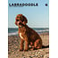 CalendarsRUs Labradoodle Calendario A3 2025