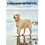 Calendario A3 Labrador Retriever biondo 2025