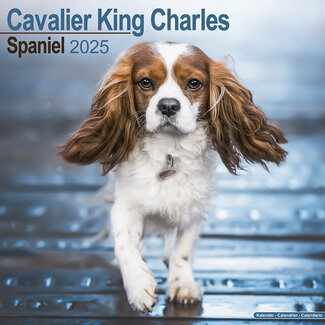 Avonside Calendrier Cavalier King Charles Spaniel 2025