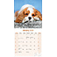 Cavalier King Charles Spaniel Kalender 2025