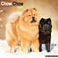 Avonside Calendario Chow Chow 2025