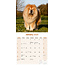 Chow Chow Calendar 2025