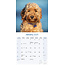 Cockapoo Kalender 2025