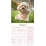 Calendario Cavapoo 2025