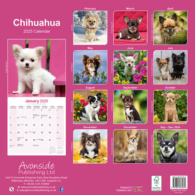 Buy Chihuahua Calendar 2025 order online easily