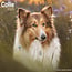 Avonside Schotse Herder / Collie Kalender 2025