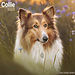 Avonside Scottish Shepherd / Collie Calendar 2025