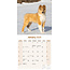 Schottischer Schäferhund / Collie Kalender 2025