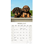 Dachshund-Kalender Glatthaar 2025