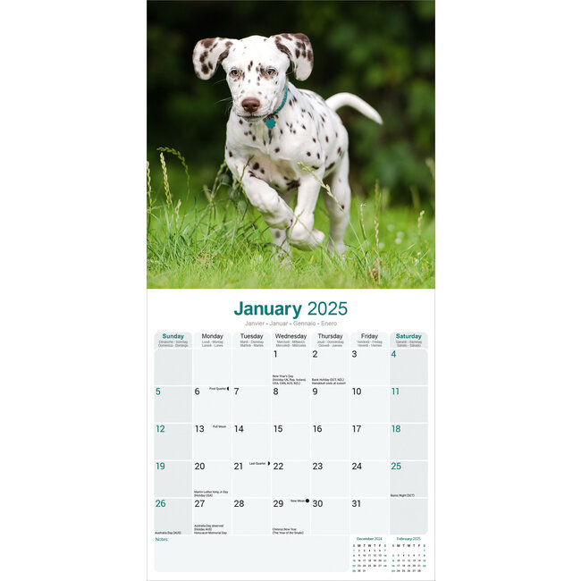 Dalmatian Calendar 2025 Buy Order easily online