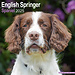 Avonside English Springer Spaniel Kalender 2025 (euro)