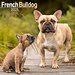 Avonside French Bulldog Calendar 2025
