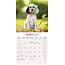 English Setter Calendar 2025