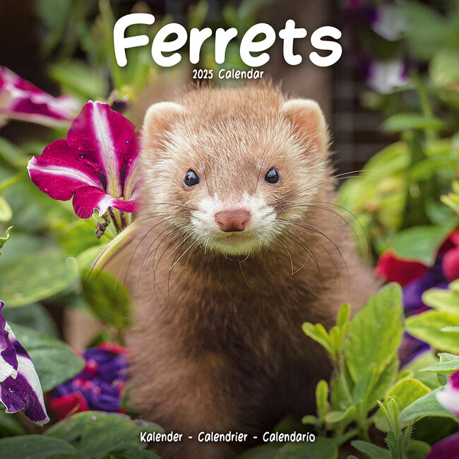 Ferrets Calendar 2025
