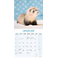 Ferrets Calendar 2025