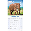 Elephant Calendar 2025