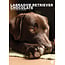 CalendarsRUs Calendario A3 Labrador Retriever Brown 2025