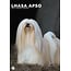 Lhasa Apso A3 Kalender 2025