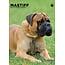 Mastiff anglais Calendrier A3 2025