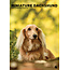 CalendarsRUs Miniature Dachshund A3 Calendar 2025