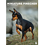 Calendario A3 Miniature Pinscher 2025