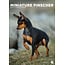 CalendarsRUs Miniature Pinscher A3 Calendar 2025