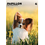 Papillon A3 Kalender 2025