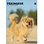 CalendarsRUs Pekinese A3 Kalender 2025