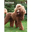 Poodle A3 Calendar 2025