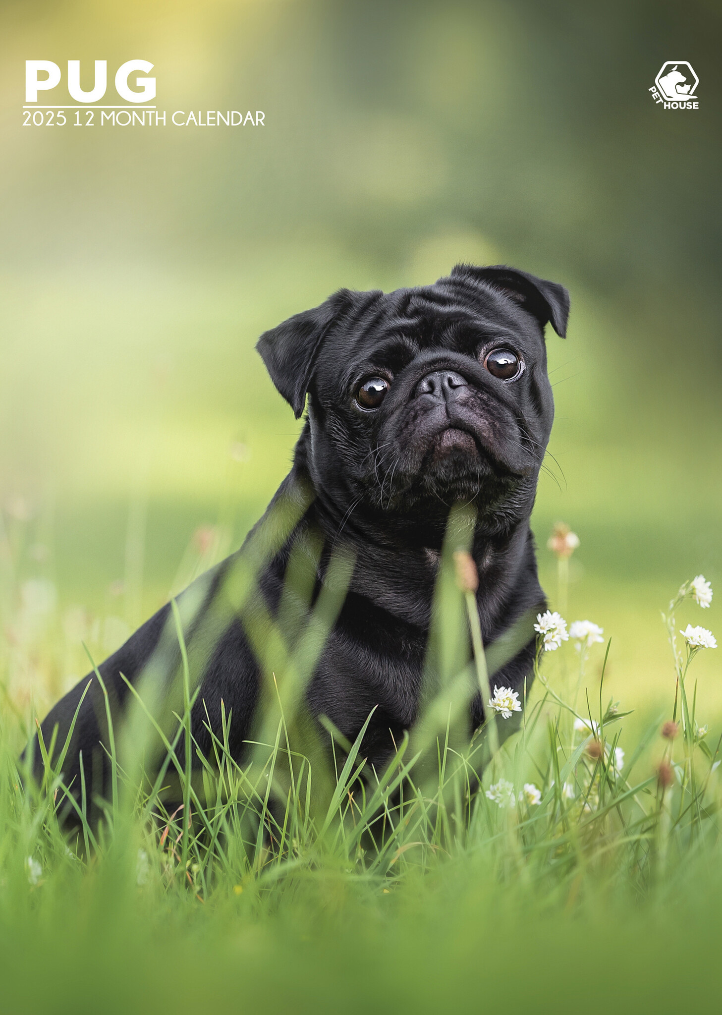 Mops A3 Kalender 2025 Kaufen? Bestelle schnell und einfach online