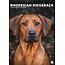 CalendarsRUs Rhodesian Ridgeback A3 Calendar 2025