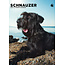 CalendarsRUs Schnauzer Calendrier A3 2025