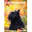 CalendarsRUs Scottish Terrier A3 Kalender 2025