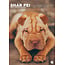 CalendarsRUs Shar Pei A3 Calendar 2025