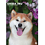 CalendarsRUs Calendario Shiba Inu A3 2025