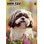 CalendarsRUs Shih Tzu Calendario A3 2025