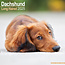 Avonside Dachshund Longhair Calendar 2025