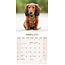 Dachshund Pelo Largo Calendario 2025