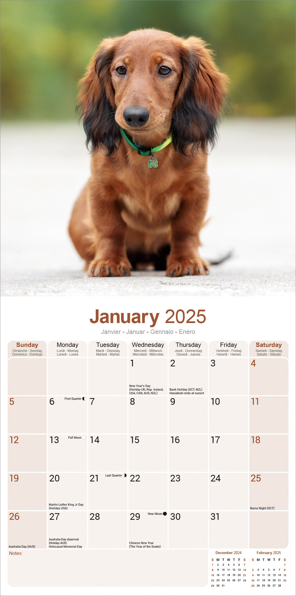 Calendario Teckel de pelo largo 2025 Rápido y fácil en línea