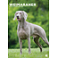 CalendarsRUs Calendario A3 Weimaraner 2025