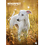 CalendarsRUs Calendario Whippet A3 2025