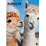 Alpaca A3 Calendar 2025