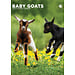 CalendarsRUs Baby Goats A3 Calendar 2025