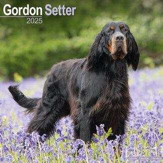 Avonside Calendrier du Setter Gordon 2025