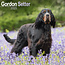 Avonside Gordon Setter Kalender 2025