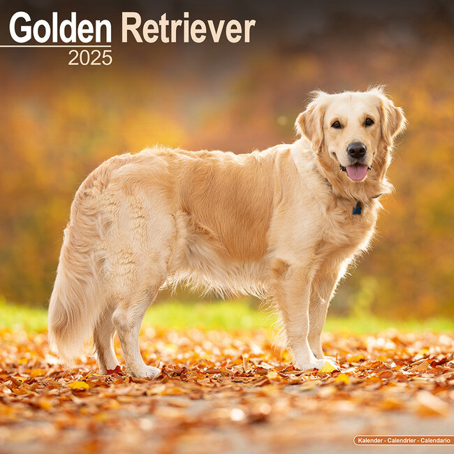Calendrier Golden Retriever 2025