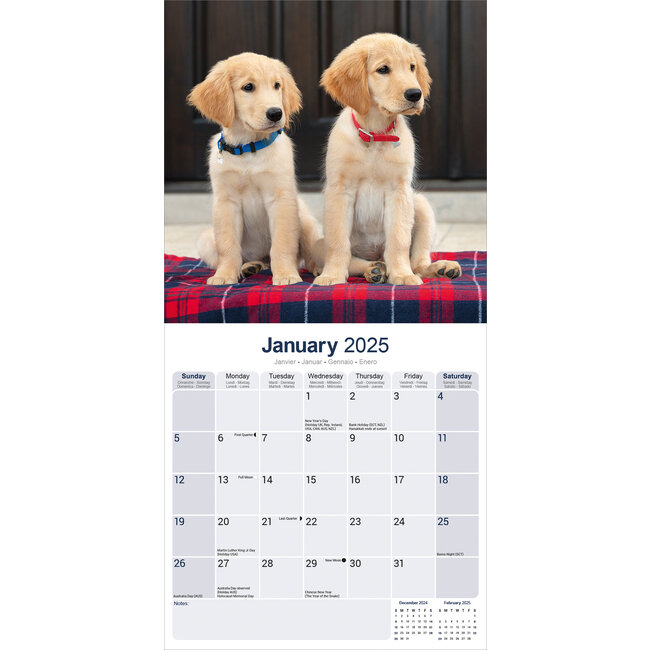 Golden Retriever Calendar 2025 Buy photos of the Golden Retriever